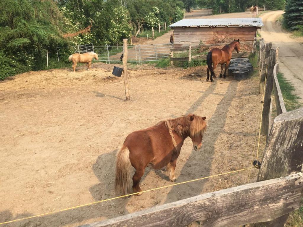 Grosse Wohnung / Haushaelfte In Peetzig Am See Angermunde Exterior foto